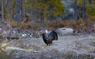 Majestic capercaillie displaying its feathers in a tranquil Finnish forest setting.