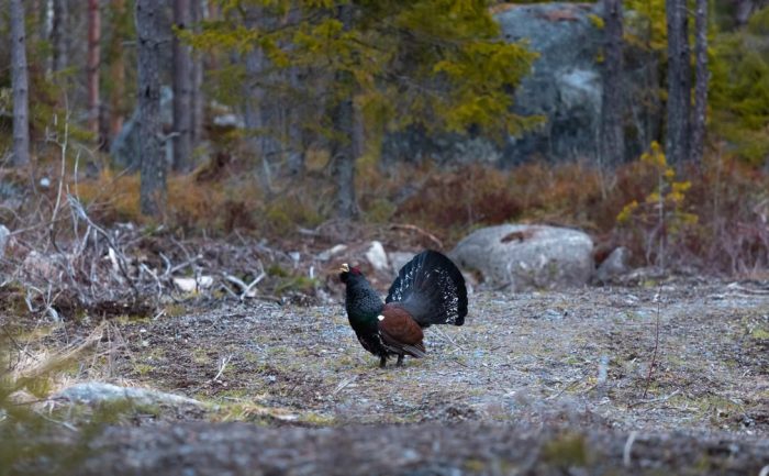 Majestic capercaillie displaying its feathers in a tranquil Finnish forest setting.