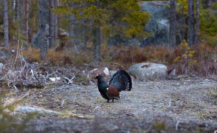 Majestic capercaillie displaying its feathers in a tranquil Finnish forest setting.